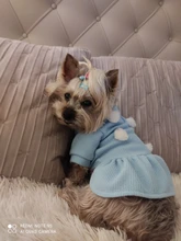 Dog-Dress Dogs-Skirt Yorkshires Chihuahau Winter Dot for Autumn