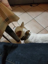 Collar táctico para perro, conjunto de correa ajustable para mascotas, entrenamiento militar al aire libre, caza, liberación rápida, perros medianos y grandes, Pastor Alemán