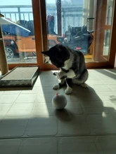 Toy Cat-Toy Ball-Rolling Productos Interactive Electric Colorful Automatic Para Led Ear