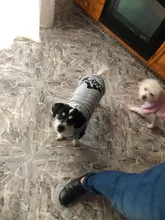 Adidog-ropa para perros medianos y pequeños, Sudadera con capucha de algodón, chaqueta cálida de dos patas, 2020