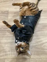 Pet Clothing Costumes Coat Kitten-Outfits Yorkshire Puppy Winter Warm Autumn for Chihuahua