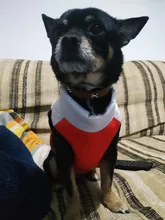 Ropa cálida para perros pequeños, abrigo para perros a prueba de viento, chaqueta acolchada, atuendo con chaleco, ropa para Chihuahua y Yorkshire 35