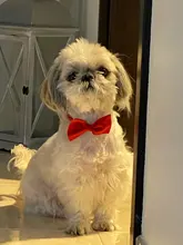 Necklace Bow-Ties Pet-Supplies Dogs-Accessories Puppy Cat-Collar Adjustable-Strap Pet-Dog