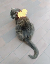 Arnés de nailon pequeño para perros, 10 colores, bonito arnés a prueba de Escape para gatos, conejos, Chihuahua y cachorros