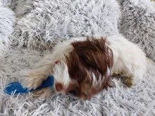 Mordedores de juguete para perros, juguete de hueso de goma, mascarillas agresivas, cepillo Dental para perro, cachorro, cuidado Dental, accesorios para mascotas, gran oferta