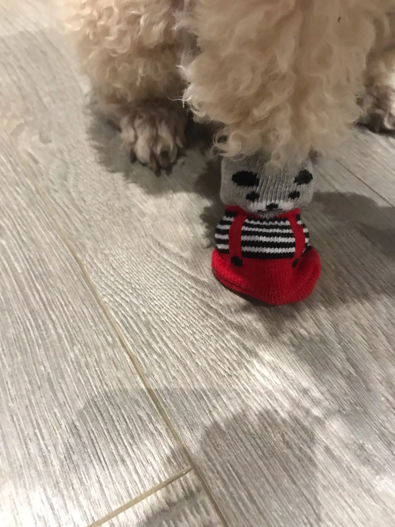 Cute Dog Socks | Puppy Socks | Non-slip Dog Socks photo review