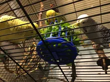 Basket Vegetable-Feeder Bird Pet-Feeding-Supplies Cage Hanging-Toys Fruit 2PCS Multi-Purpose