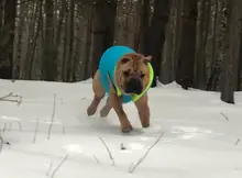 Vest Dog Jacket French Bulldog Waterproof Coat Pet-Outfit Dogs-Pet Winter Large Medium