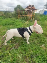 Vest Dog-Harness German-Shepherd Dogs Pet-Military-Training Molle Tactical Medium 