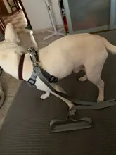 Arnés tipo chaleco sin tirones para perro, correa reflectante para perro pequeño y collar para terrier schnauzer Gato, suministros de entrenamiento para caminar, chihuahua