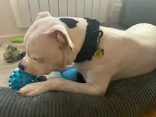 Collar táctico militar ajustable para perro, collares para perro y mascotas, correa de Control, Asa de entrenamiento, Collar de Gato para perros pequeños y grandes