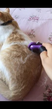 De acero inoxidable de perro mascota peine de limpieza cepillo para quitar el pelo de gato peines de aseo herramienta mango suave mascotas proveedor de accesorios