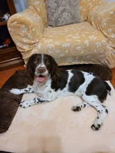 Cushion-Mat Sofa Lounge Pet-Beds Dogs L-Shaped Large Luxury Chaise Cat for Big