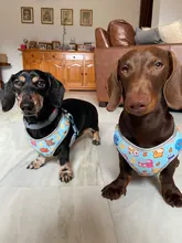 personalized Reflective Dog Cat Harness Vest Pet Adjustable Walking Leash Set for Puppy