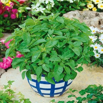 

Seed basil lemon 3067 1gr