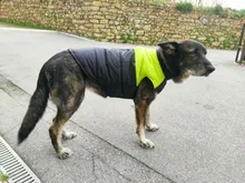 Ropa de perro grande invierno cálido mascota chaleco chaqueta impermeable perro abrigo ropa para perro grande Bulldog Golden Retriever ropa