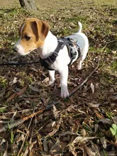 Harness Light-Weight Military-Service Truelove Dog Small Outdoor Tactical Medium Adjustable