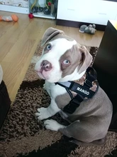 Arnés de perro sin tirar reflectante transpirable arnés de mascota ajustable para chaleco de perro ID parche personalizado para caminar al aire libre perro suministros