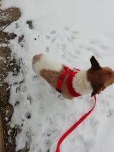 Correas de nailon para perros, correa de entrenamiento de Mascota para caminar, gatos, correa de plomo, 3 colores, 1,5 M, 1,8 M, 3M, 4,5 M, 6M, 10M