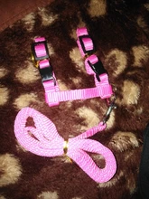 Arnés y correa para cachorros y gatitos, cinturón de tracción ajustable para animales, cuello Halter para gatos y gatitos, sin cartón