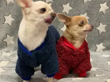 Ropa para perros de lana y Chihuahua, Ropa de invierno para mascotas pequeñas y medianas