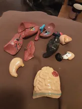 Torso humano cuerpo modelo de anatomía, anatómico médico los órganos internos para la enseñanza Dropshipping. Exclusivo.