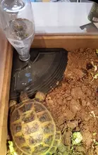 Dispenser Tortoise Pet-Turtles Water-Drinking Reptiles Dish-Bowl Feeder Feeding-Supplies