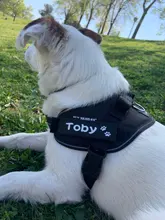 Sticker Harness Patch Label Name-Tag Custom K9 Personalized Pet-Dog 2pcs