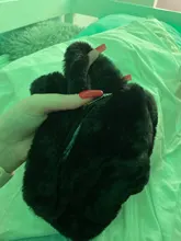 Bolso Vintage de invierno con patrón de cebra para mujer, bolsa inferior de hombro de felpa, bolso para el otoño, de piel suave y cálida