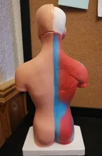 Torso humano cuerpo modelo de anatomía, anatómico médico los órganos internos para la enseñanza Dropshipping. Exclusivo.