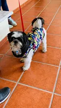 Ropa impermeable para mascotas, abrigo para perros pequeños, chaqueta para cachorros, traje de chaleco, ropa de abrigo para Chihuahua