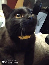 Collier-Collar para gatos con estampado de pata, correa de nailon ajustable para el cuello, para gatos