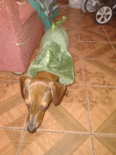 Ropa para perros pequeños y medianos, con dinosaurio de terciopelo, gruesa y cálida, De Cuatro Piernas, ropa para perros y gatos