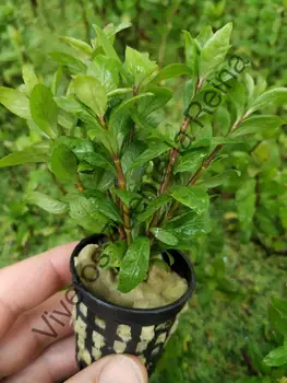 

Plant for aquarium. GLOSOSSOSTIGMA ELATINOIDES