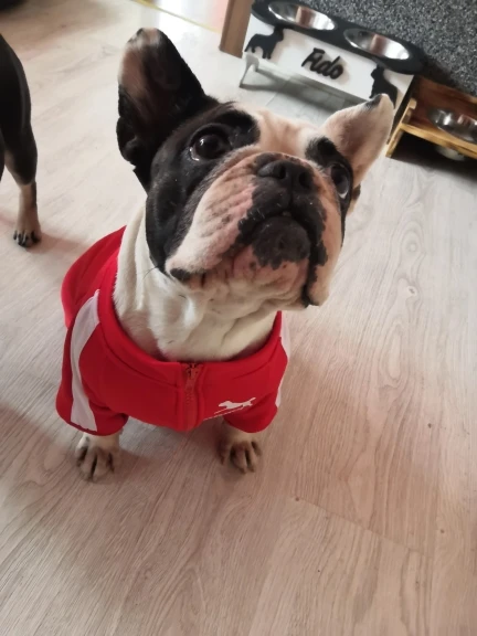 Modna dresowa bluza dla psa POMA photo review