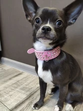 Collar de estrás para perro 3 filas de cuero de gamuza de Diamante gato cachorro 5 colores para pequeño mediano perros Chihuahua Yorkshire