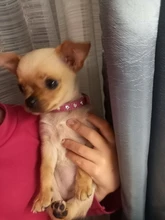 Necklaces-Accessories Collar Puppy-Products Chat Kitten Kota Small Traumdeutung for Pet-Dog