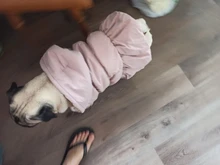 Hoodie Coat Outfit Warm-Dress Girl Dog Winter Princess New Floral 6-Sizes Bubble-Skirt