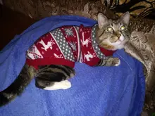 Pet Cat Reindeer Sweater Winter Warm Cat Clothes for Cats Kedi Outfit katten Clothing