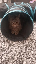 Pet-Toys Tunnel-Tube Cat Kitty Rabbit Collapsible Puppy Indoor Bored 2/3/4-5-way