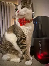 Dog-Accessories Collars Engraved Pet-Puppy Printed Custom Personalized Fashion Nylon