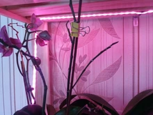 Phyto-Tape Flowers Seed-Plants Grow-Light Greenhouses Strip-0.5m USB Full-Spectrum 2835