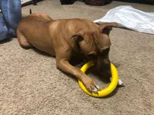 Ball Ring Pet-Toy Interactive-Ball Dogs Flying-Discs/chew-Toy Small/large with EVA 