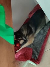 Big Dog Couch Sofa-Beds Kennel Cushion German Shepherd Large Puppy Pet-Cat-Dog Small