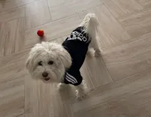 Adidog-ropa para perros pequeños, chaqueta con capucha deportiva de invierno, suéter de algodón suave abrigado puro, Chihuahua de peluche, ropa para cachorros