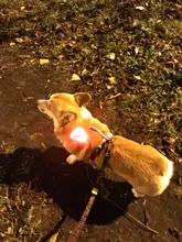 Led-Light Backpack Harness Collar Truelove Safety for Pet-Wear with Water-Resistant And