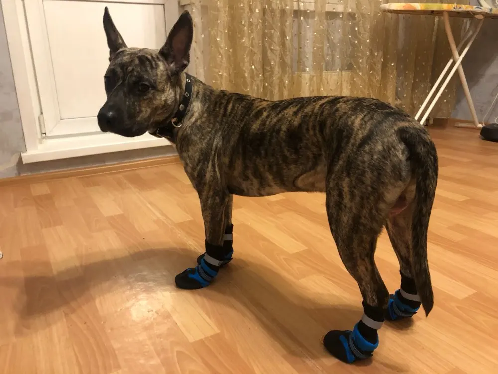 waterproof winter dog boots