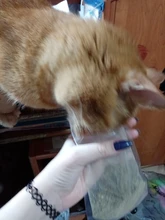 On-Toys Menthol Organic Premium Catmint Can-Be-Sprinkled And Pleasing