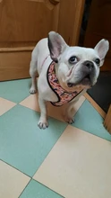 Dog-Harness Leash-Set Pets-Puppy No-Pull Dogs French-Bulldog Small Pug Breathable 