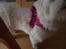 Arnés ajustable para perros medianos y grandes, chaleco reflectante de entrenamiento para caminar, sin tirones, para mascotas